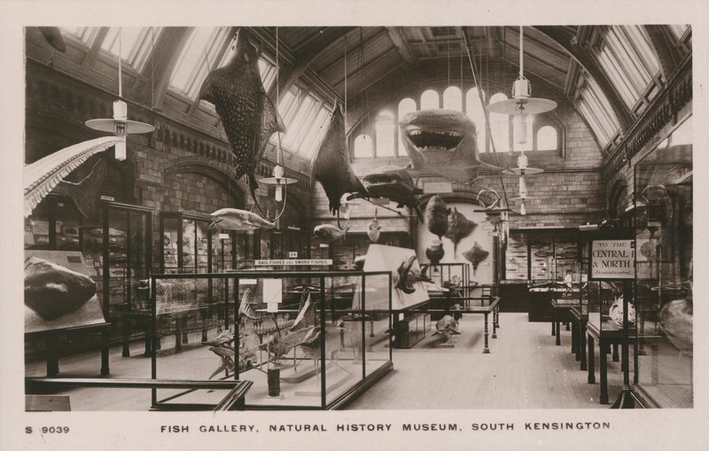 Victoria und Albert Museum, South Kensington, London, fiskgalleri av English Photographer