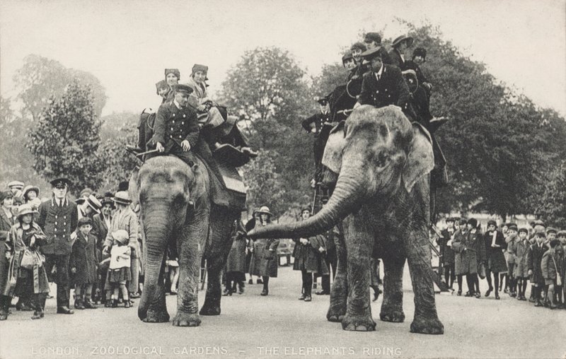 Elefanterna i London Zoo i Regent