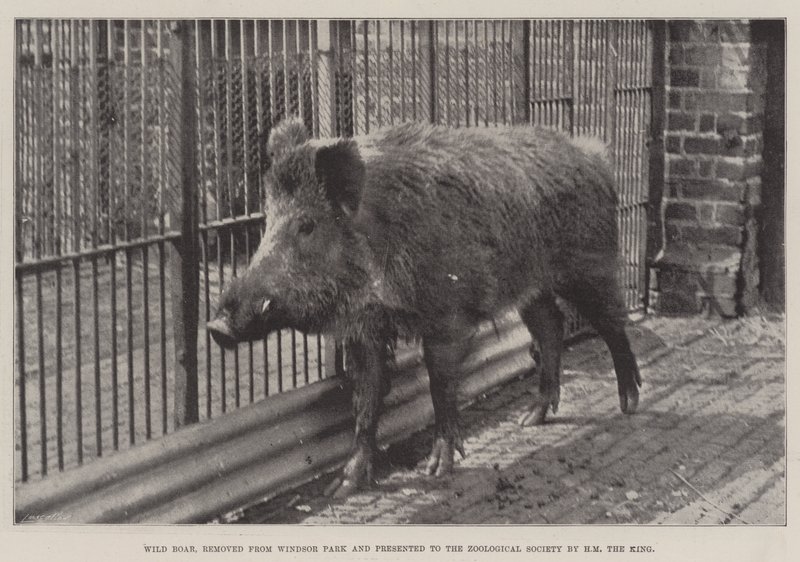 Vildsvin, borttagen från Windsor Park och presenterad för Zoological Society av HM kungen av English Photographer