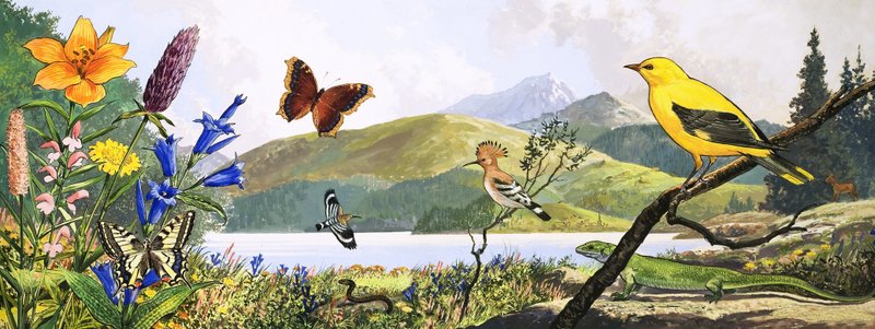 Centraleuropas vilda djur, illustration från "Nature