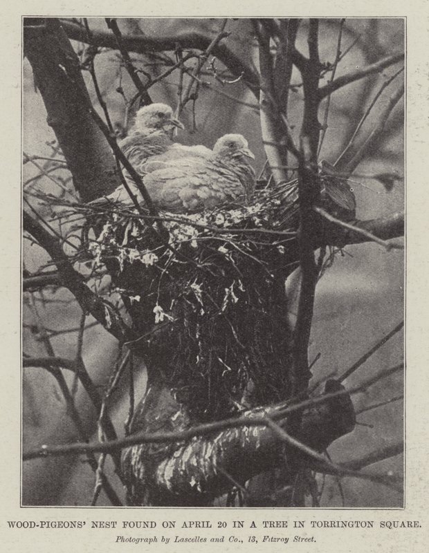 Wood-Pigeons Nest hittades den 20 april i ett träd på Torrington Square av English Photographer