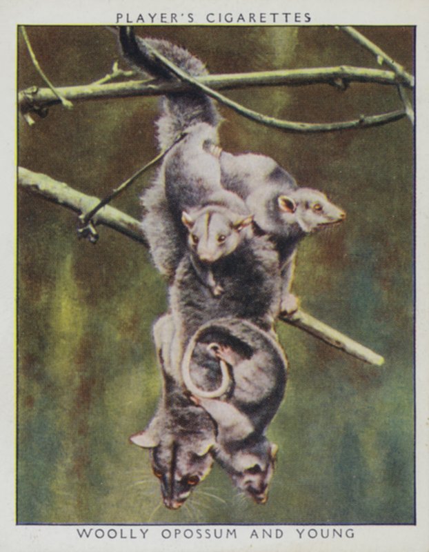 Zoo bebisar: Woolly Opossum och Young (foto) av English Photographer