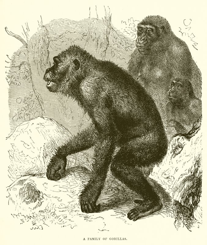 En familj av gorillor av English School