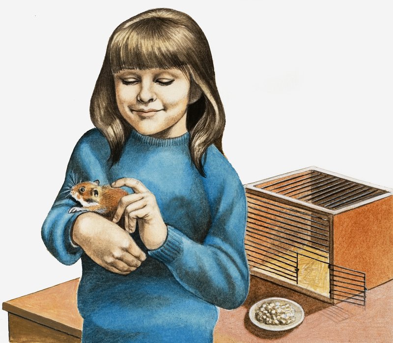 En flicka och hennes hamster av English School