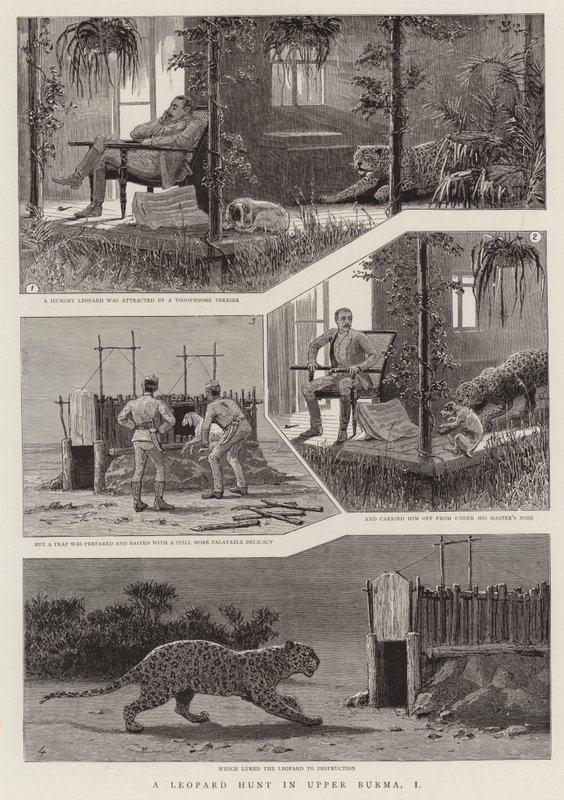 En leopardjakt i övre Burma, I (gravyr) av English School