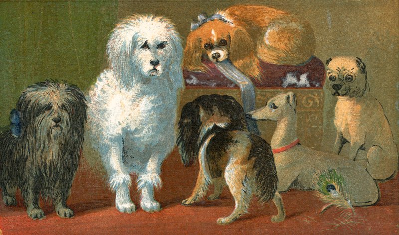 En Skye terrier, en fransk pudel, två spaniels, en italiensk greyhound och en mops. av English School