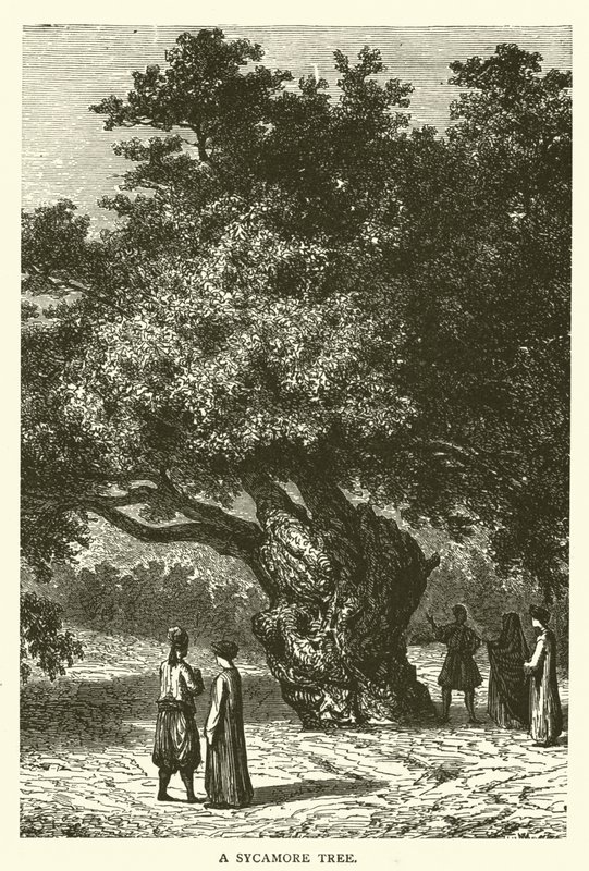 A Sycamore Tree (gravyr) av English School