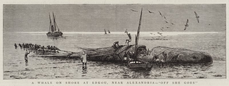 A Whale on Shore vid Edkou, nära Alexandria, "Off She goes" (gravyr) av English School