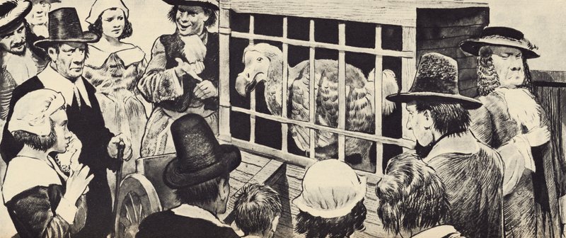 En dodo som ställs ut i 1600-talets England (litho) av English School