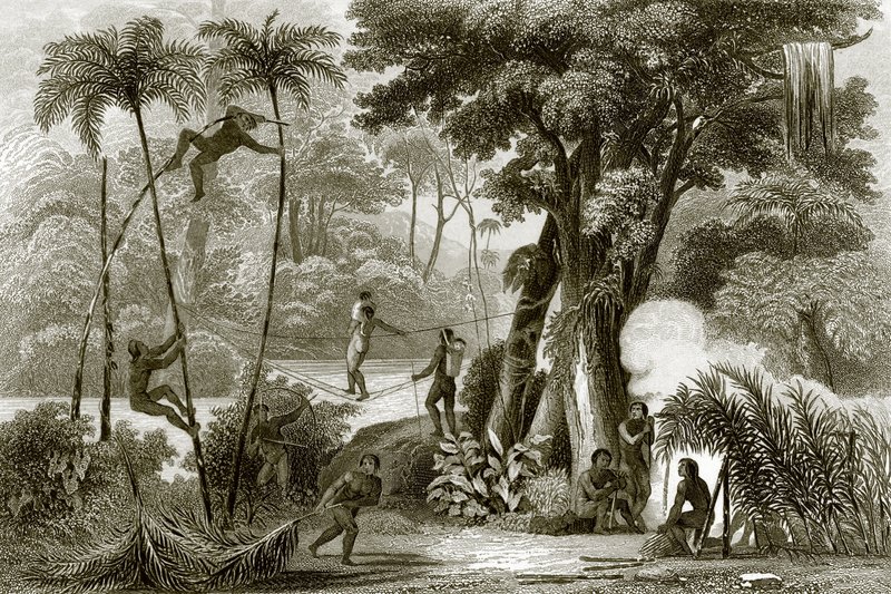 En scen i den brasilianska skogen av English School