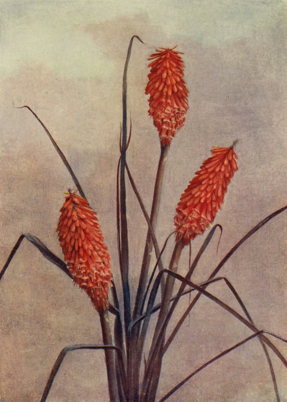 En praktfull fackelblomster, Kniphofia Corallina Superba (färglitografi) av English School
