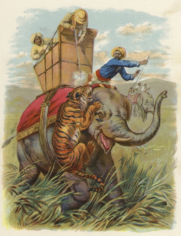 En tigerhund i Indien (chromolitho) av English School