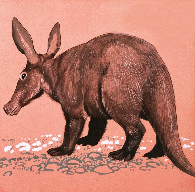 Aardvark av English School
