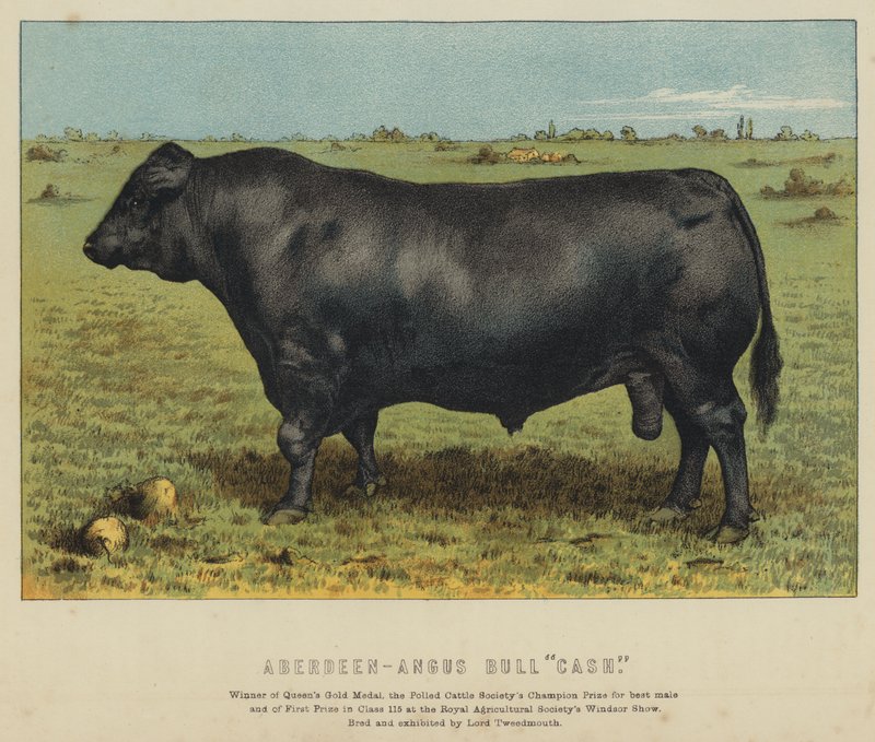 Aberdeen-Angus-tjur "Cash" (färglitografi) av English School