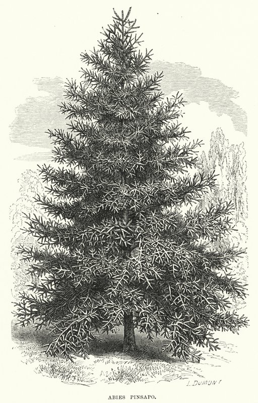 Abies Pinsapo (gravyr) av English School