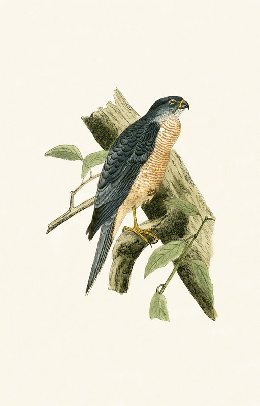 Accipiter Sphenurus, illustration från "A History of the Birds of Europe Not Observed in the British Isles" av Charles Robert Bree (1811-86), publicerad 1867 av English School