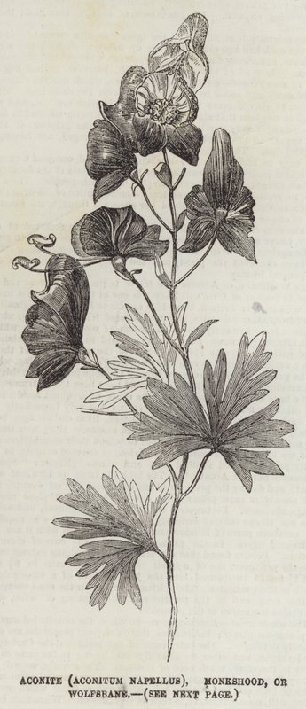 Aconite (Aconitum Napellus), Monkshood eller Wolfsbane (gravyr) av English School