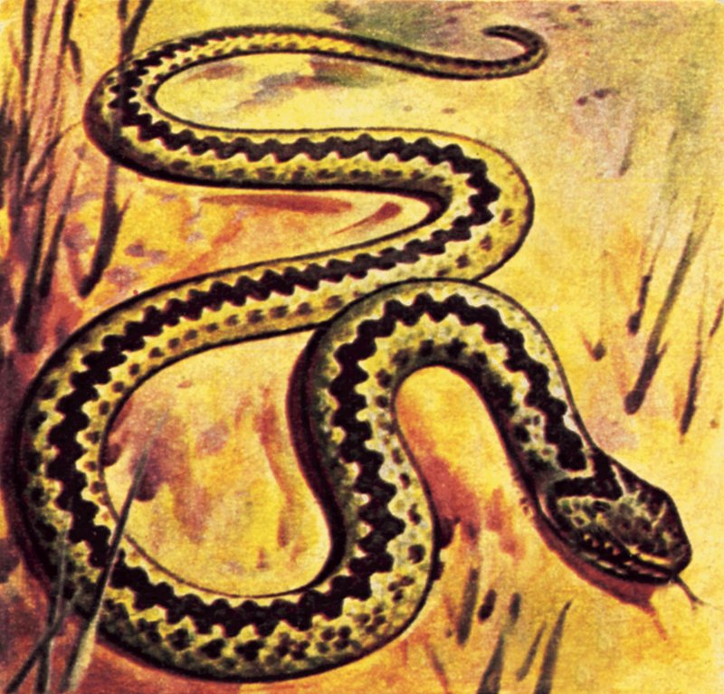 Adder av English School