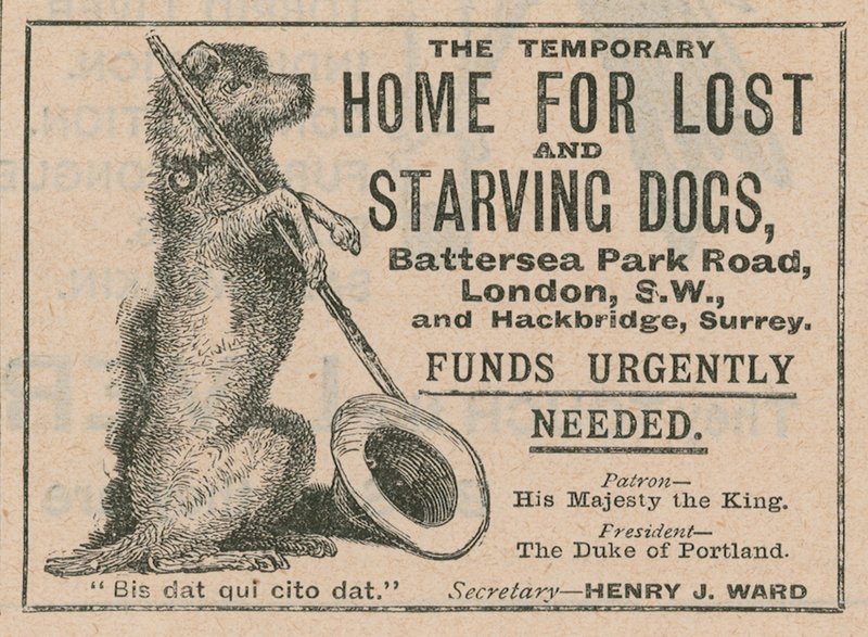 Annons för Battersea Dogs Home av English School