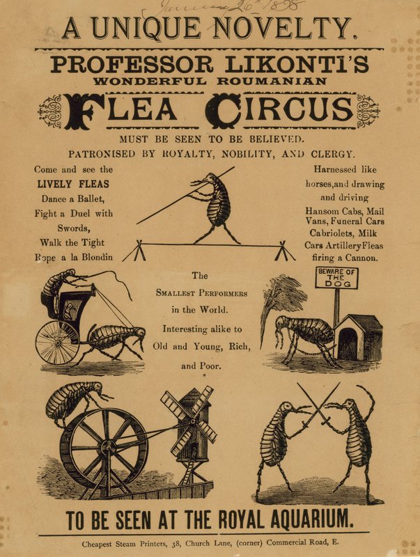 Annons för professor Likontis Wonderful Rumanian Flea Circus av English School