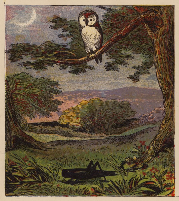 Aesops fabler: ugglan och gräshoppan (färg litho) av English School