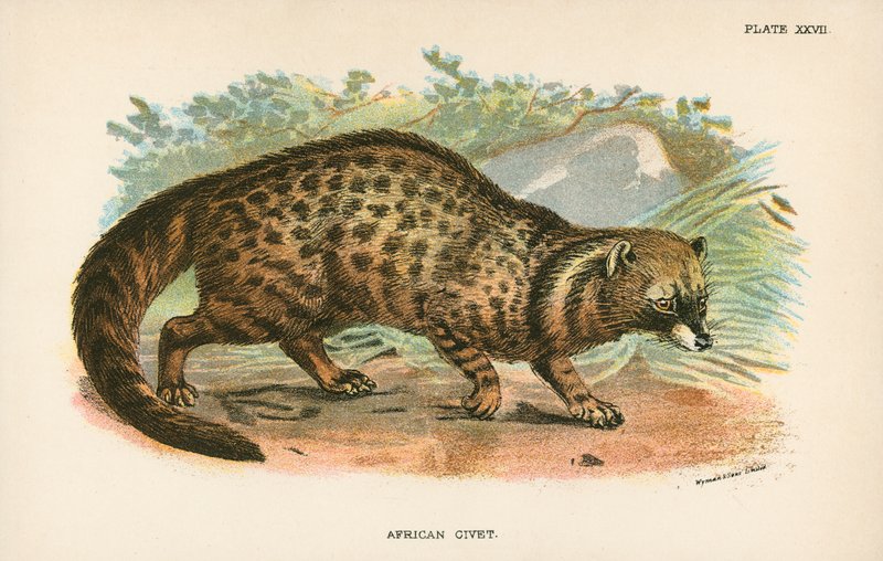 Afrikansk Civet av English School