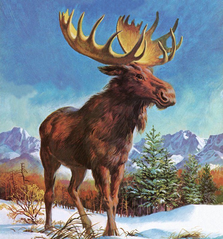 Alaskas mäktiga älg av English School