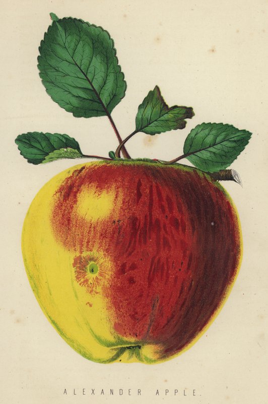 Alexander Apple av English School