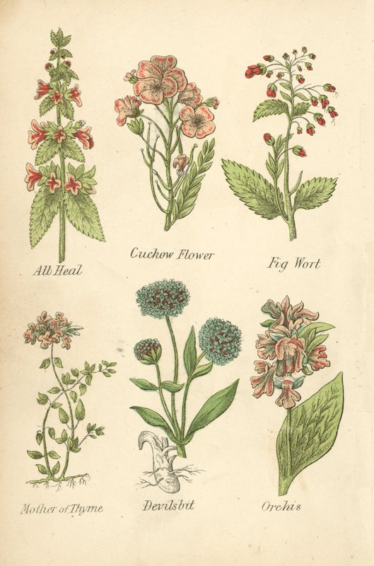 Allheal, gökblomster, fikonört, timjan, djävulsbit, orkis (färglitografi) av English School