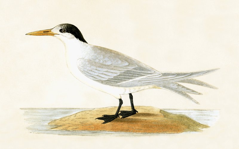 Allied Tern, illustration från "A History of the Birds of Europe Not Observed in the British Isles" av Charles Robert Bree (1811-86), publicerad 1867 av English School