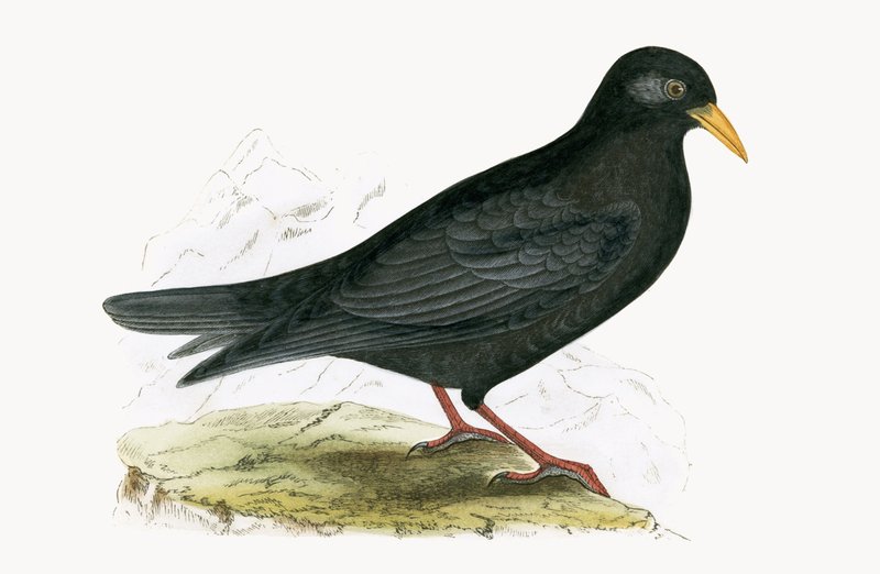 Alpine Chough, illustration från "A History of the Birds of Europe Not Observed in the British Isles" av Charles Robert Bree (1811-86), publicerad 1867 av English School
