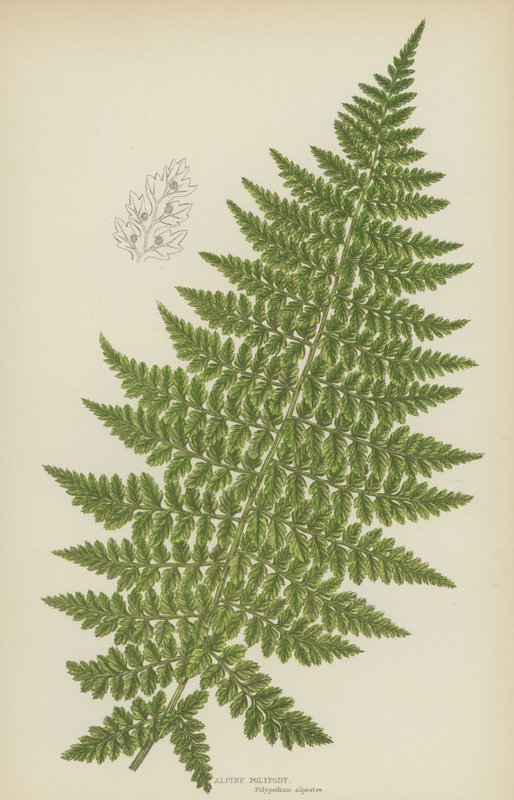 Alpine Polypody (färglitografi) av English School