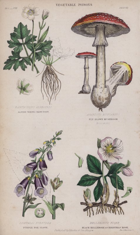 alpin vit kråkfot; Brun flugsvamp; Lila Fox Glove; Black Hellebore eller Christmas Rose (färgad gravyr) av English School