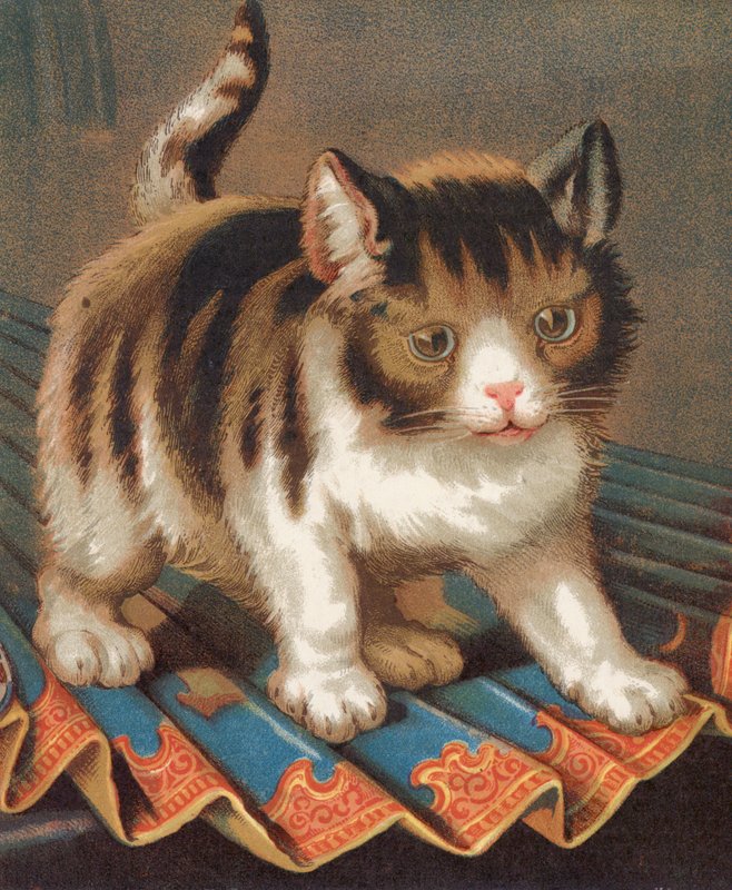 En ambitiös puss (färg litho) av English School