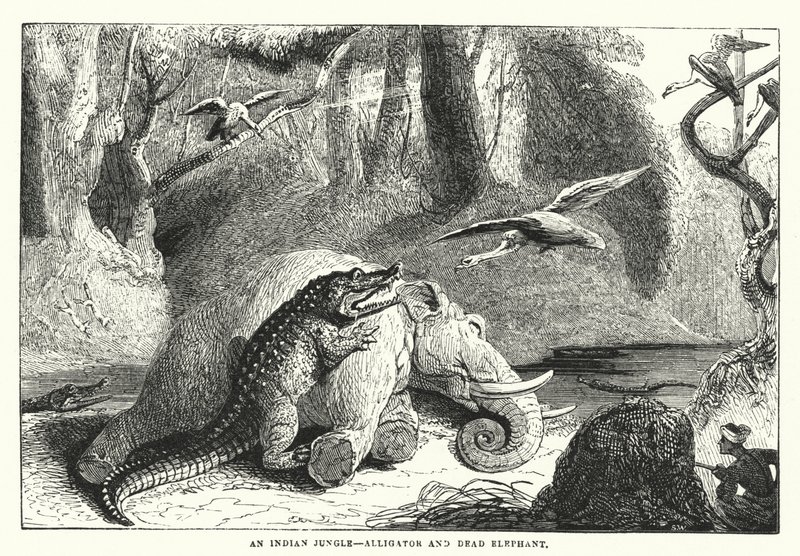 En indisk djungel, alligator och död elefant (gravyr) av English School