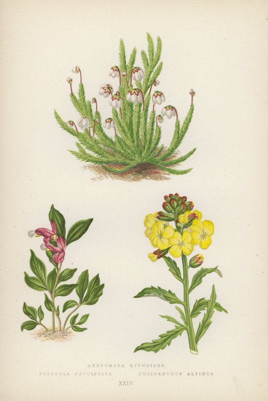 Andromeda hypnoides; Polygala Paucifolia; Cheiranthus Alpinus (färglitografi) av English School