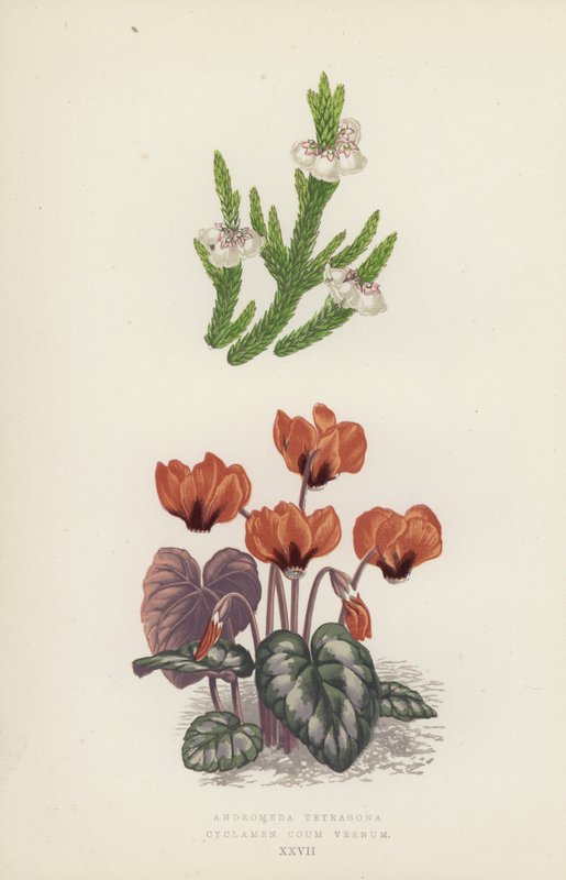 Andromeda Tetragona; Cyclamen Coum Vernum (färglitografi) av English School