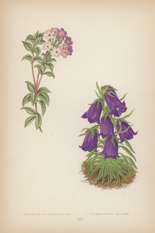 Androsace Lanuginosa; Campanula Alpina (färglitografi) av English School