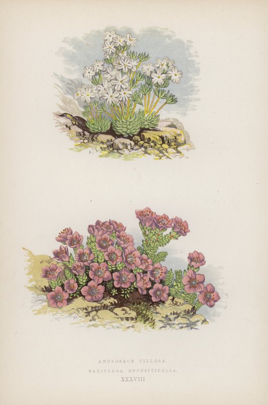 Androsace Villosa; Saxifraga Oppositefolia (färg litho) av English School