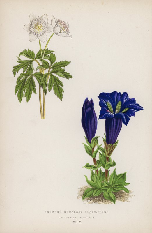 Vedsippan är fullblommig; Gentiana Acaulis (färg litho) av English School