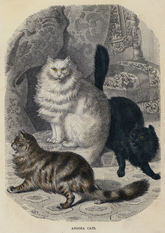 Angora Cats (färgad gravyr) av English School