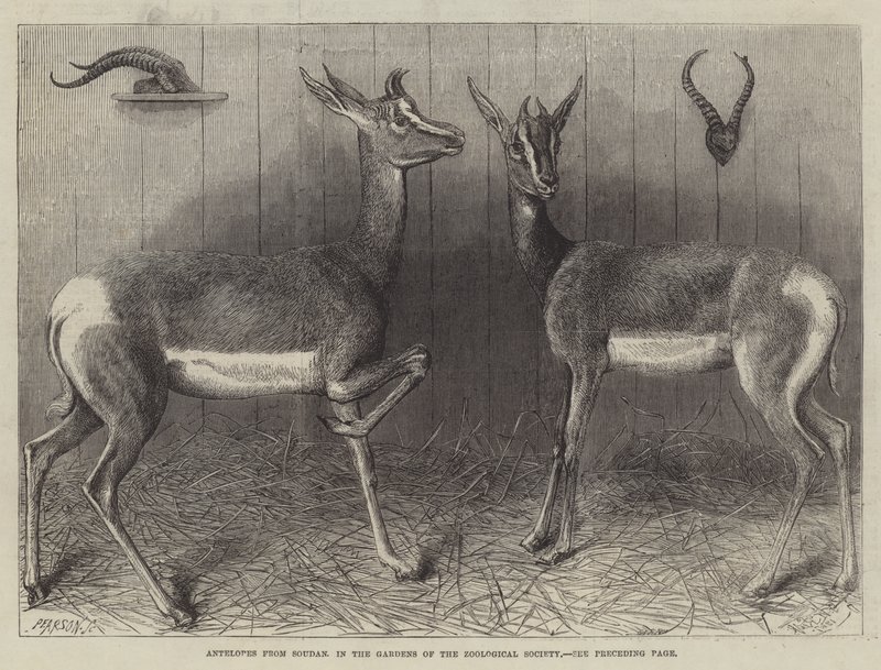 Antiloper från Soudan, i Zoological Societys trädgårdar (gravyr) av English School