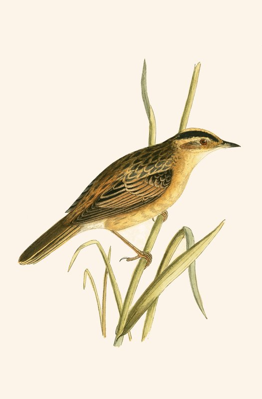 Aquatic Warbler, illustration från "A History of the Birds of Europe Not Observed in the British Isles" av Charles Robert Bree (1811-86), publicerad 1867 av English School