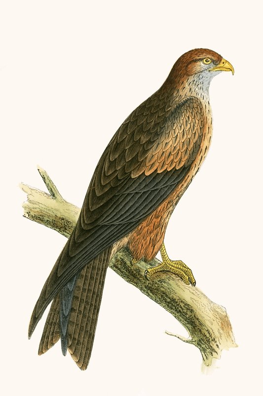 Arabisk drake, illustration från "A History of the Birds of Europe Not Observed in the British Isles" av Charles Robert Bree (1811-86), publicerad 1867 av English School