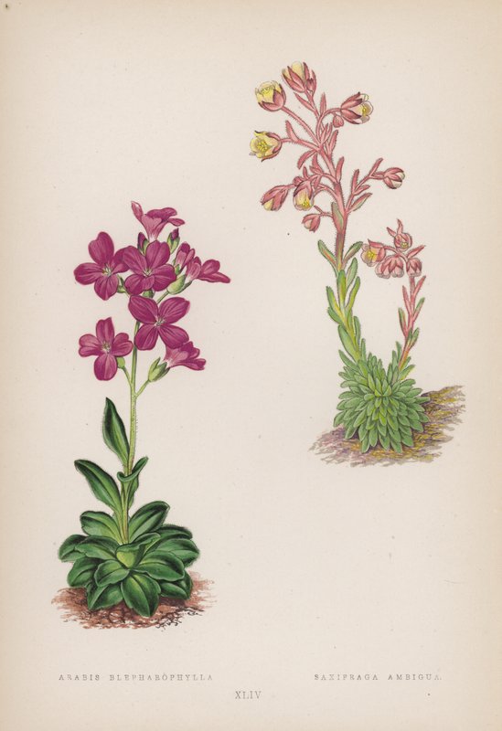 Arabis; Saxifraga Ambigua (färg litho) av English School