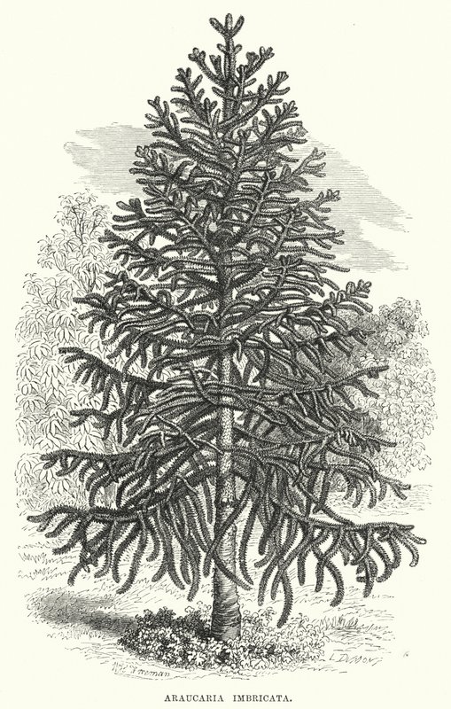 Araucaria Imbricata (gravyr) av English School