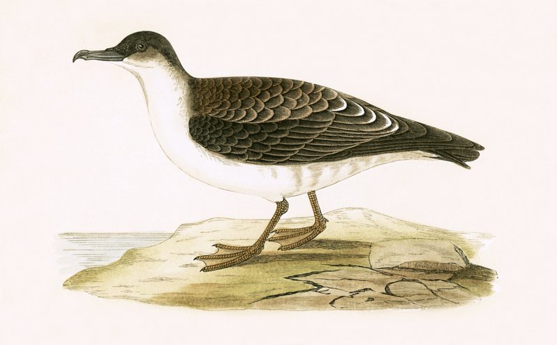 Arctic Cinereous Shearwater, illustration från "A History of the Birds of Europe Not Observed in the British Isles" av Charles Robert Bree (1811-86), publicerad 1867 (lito i färg) av English School