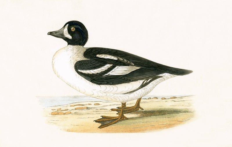 Arctic Garrot, illustration från "A History of the Birds of Europe Not Observed in the British Isles" av Charles Robert Bree (1811-86), publicerad 1867 av English School