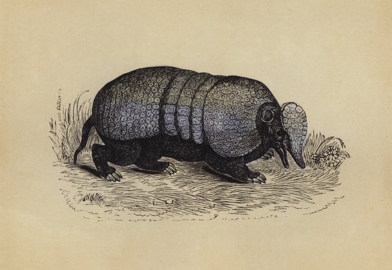 Armadillo (färglitografi) av English School
