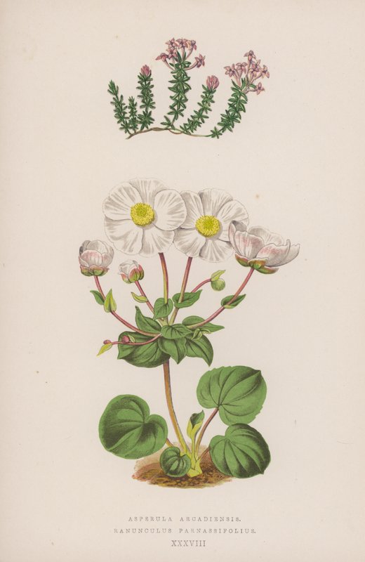 Asperula Arcadiensis; Ranunculus Parnassifolius (färglitografi) av English School